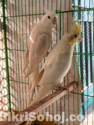 সুপার টেন। কোকাটেল